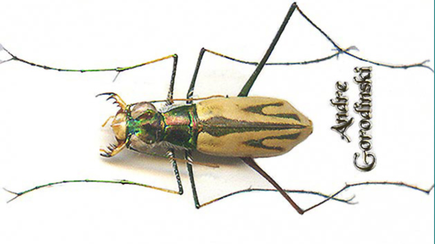 cicindela/Abroscelis tenuipes.jpg